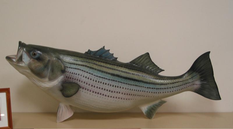 Fish360 Plum Island Surfcasters