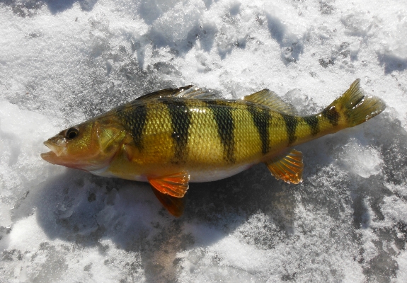 Fish360 Ice Fishing