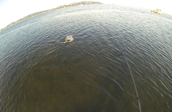 Fish360 Striped Bass on Clouser Minnow