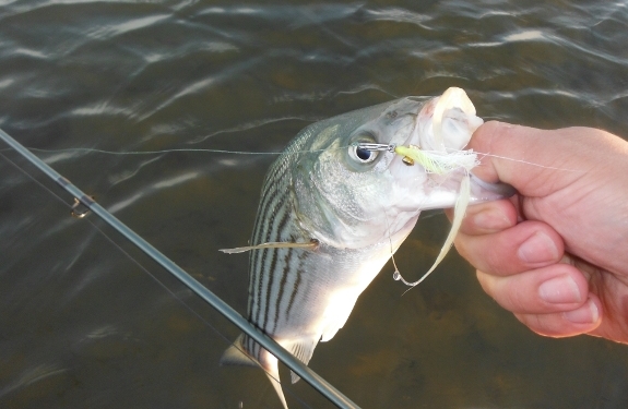 Fish360 Striped Bass on Clouser Minnow