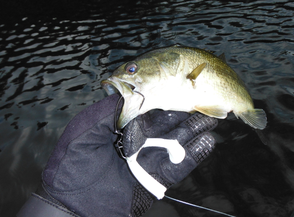Fish360 Maine Bass