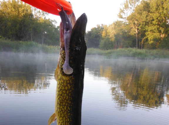 Fish360 Chain Pickerel Gary Yamamoto Swim Bait