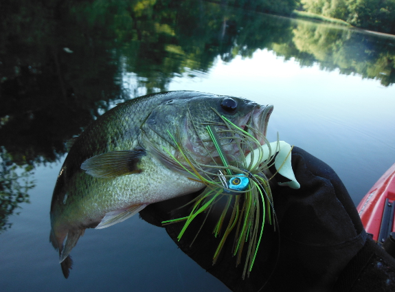 Fish360 Largemouth bass