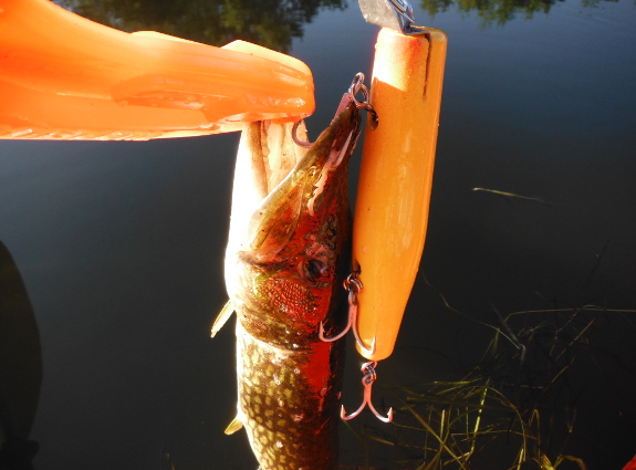 Fish360 Chain Pickerel