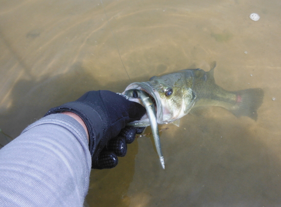 Fish360 MTK 2014