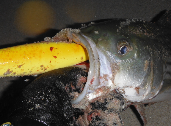 Fish360 Guppy Pencil Popper