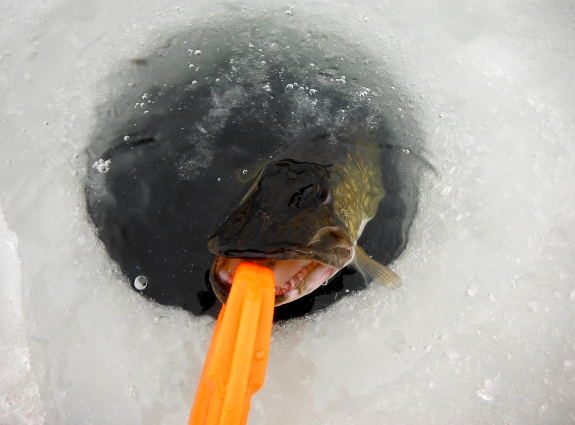Fish360 Ice Fishing 2017 Chain Pickerel