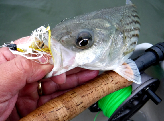 Fish360 Deceiving Striped Bass