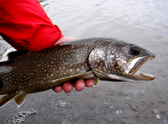 Fish360 Wachussett Reservoir Lake Trout
