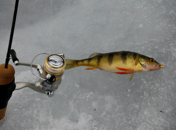 Fish360 Berkley Fireline Crystal Ice Line