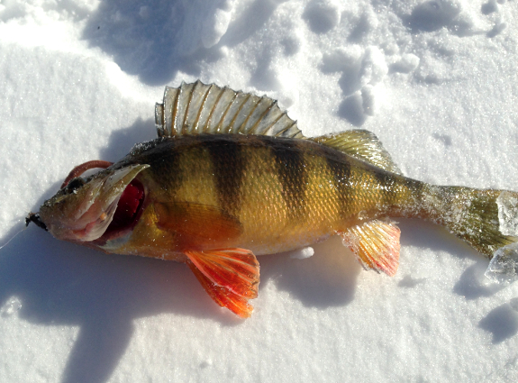 Fish360 Ice Fishing Yellow Perch