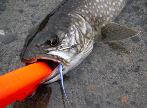 Fish360 Lake Trout Kastmaster