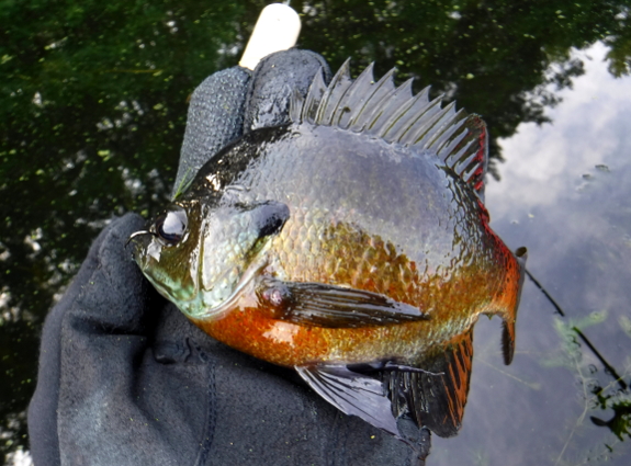Fish360 Bobbing for Fish