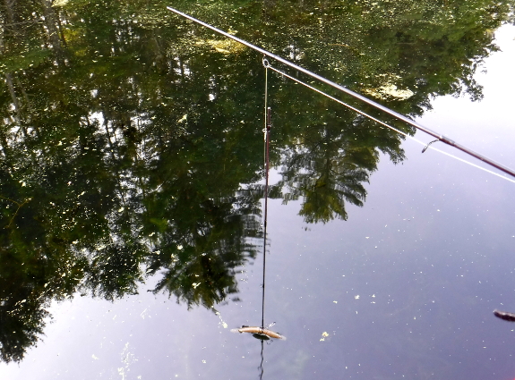 Fish360 Senko