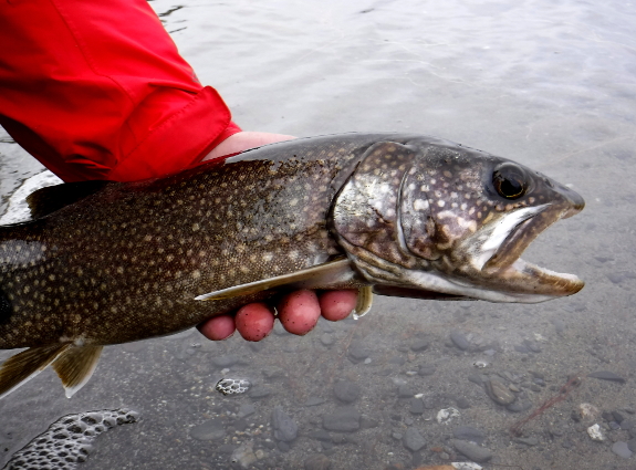 Fish360 Lake Trout