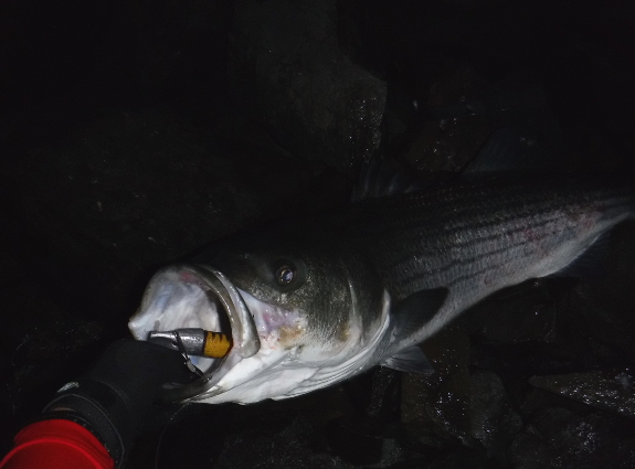 Fish360 Striped Bass