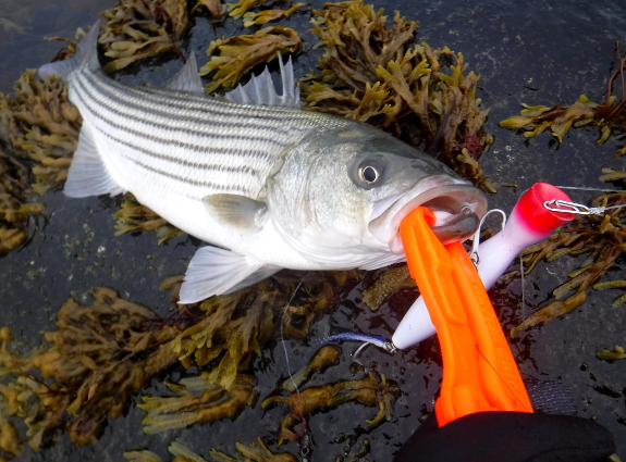 Fish360 Cuttyhunk Striped Bass