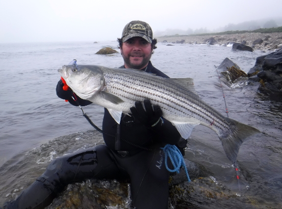 Fish360 Cuttyhunk Striped Bass
