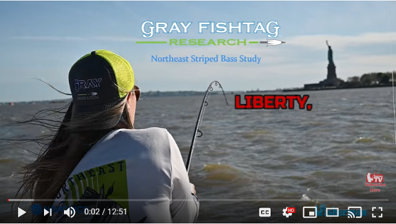 Gray FishTag Research Northeast Striped Bass Study