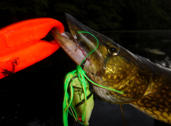 Fish360 Five Frog Challenge II