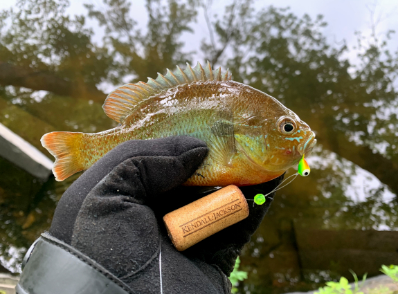 Fish360 DIY Sliding Bobber