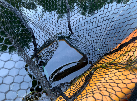 Fish360 Frabill Bear Claw Net