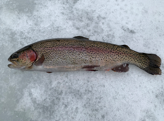 Fish360 Ice Jigging Kastmasters