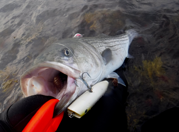 Fish360 Cuttyhunk 2022