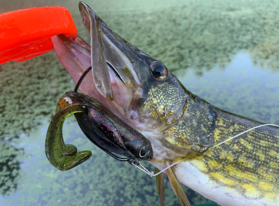 Fish360 Frogging