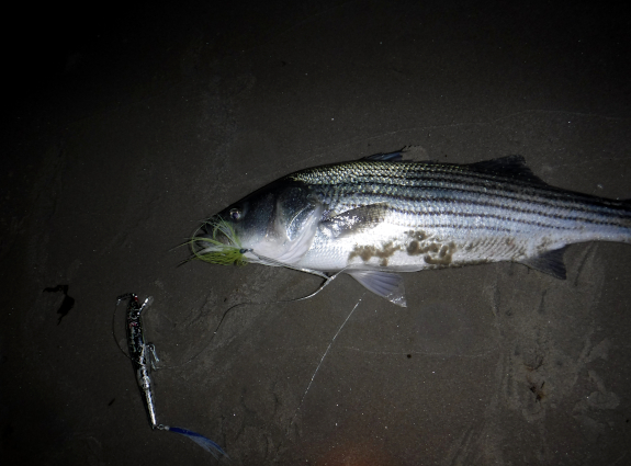 Fish360 Cuttyhunk 2025